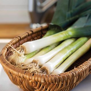 Giant Musselburgh Leek Thumbnail